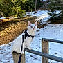 Natsu participe au concours pour gagner de l'argent avec cette photo : cat, white_cat, heterochromia, leash, harness, wooden_post, snow, forest, trees, outdoor, animal, pet, nature, winter, curious, feline, wildlife, daylight, walking, exploration
