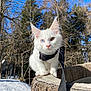 Natsu participe au concours pour gagner de l'argent avec cette photo : kitten, white_cat, heterochromia, outdoor, leash, harness, wood, trees, snow, blue_sky, curious, pet, animal, nature, winter, close_up, portrait, feline, young_animal, sunlight
