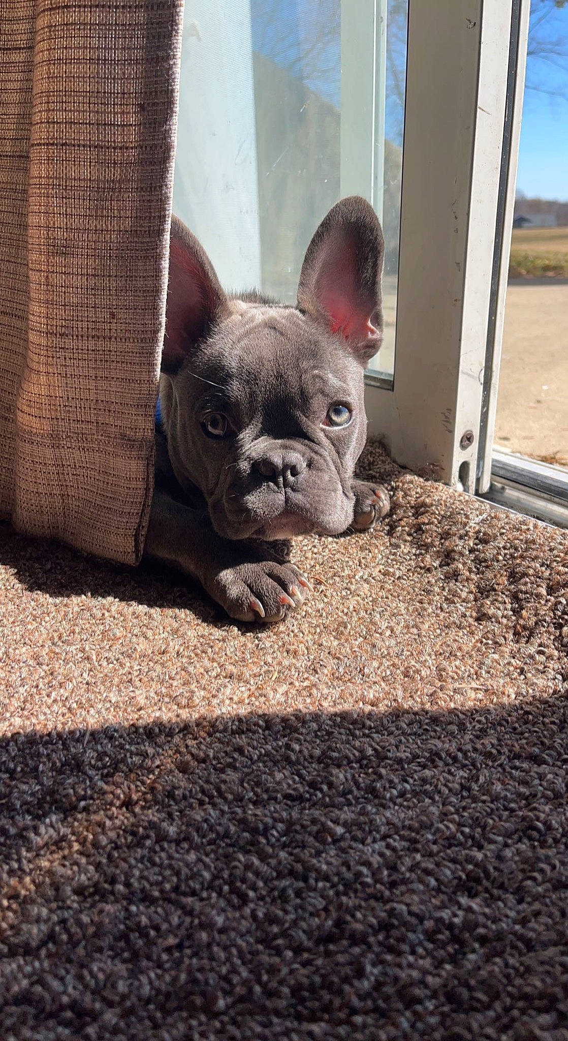 Boe joined the competition — help win amazing prizes! bulldog, canidae, carnivore, comfort, companion_dog, dog, dog_breed, fawn, felidae, french_bulldog, fur, grey, sky, snout, sporting_group, terrestrial_animal, toy_dog, whiskers, working_animal, wrinkle