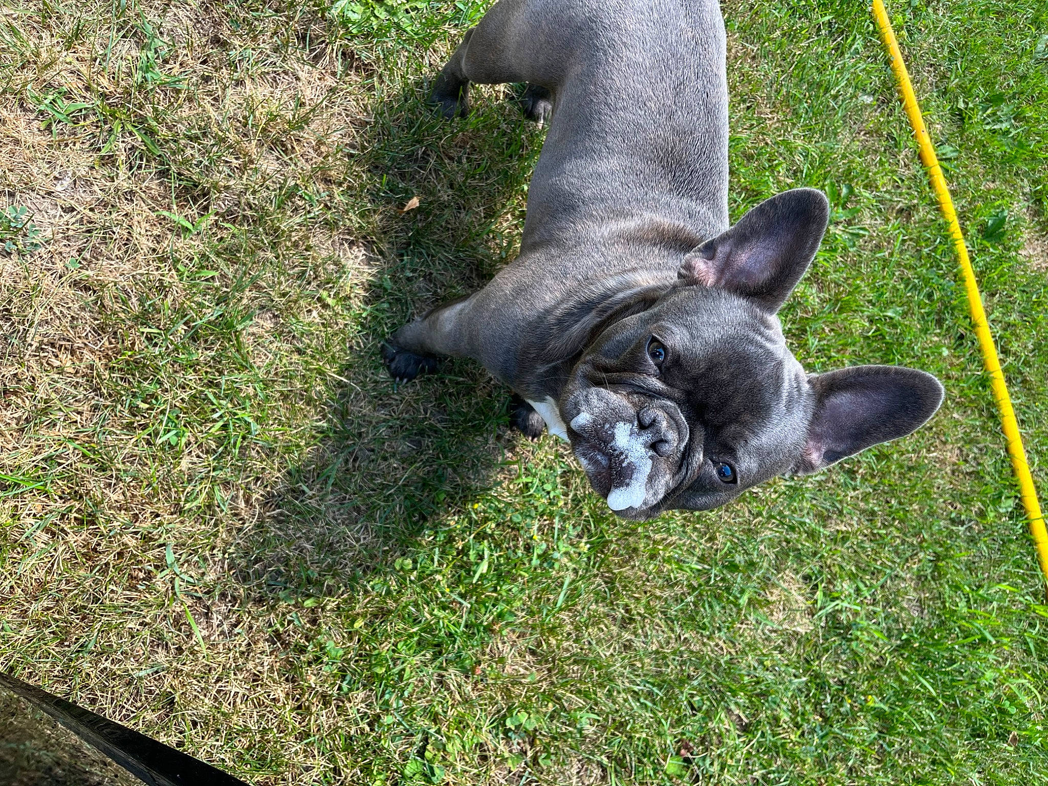 Boe is registered to the contest to win money with this photo: australian_stumpy_tail_cattle_dog, canidae, carnivore, companion_dog, dog, dog_breed, fawn, foot, grass, groundcover, non_sporting_group, sporting_group, tail, terrestrial_animal, whiskers, working_animal