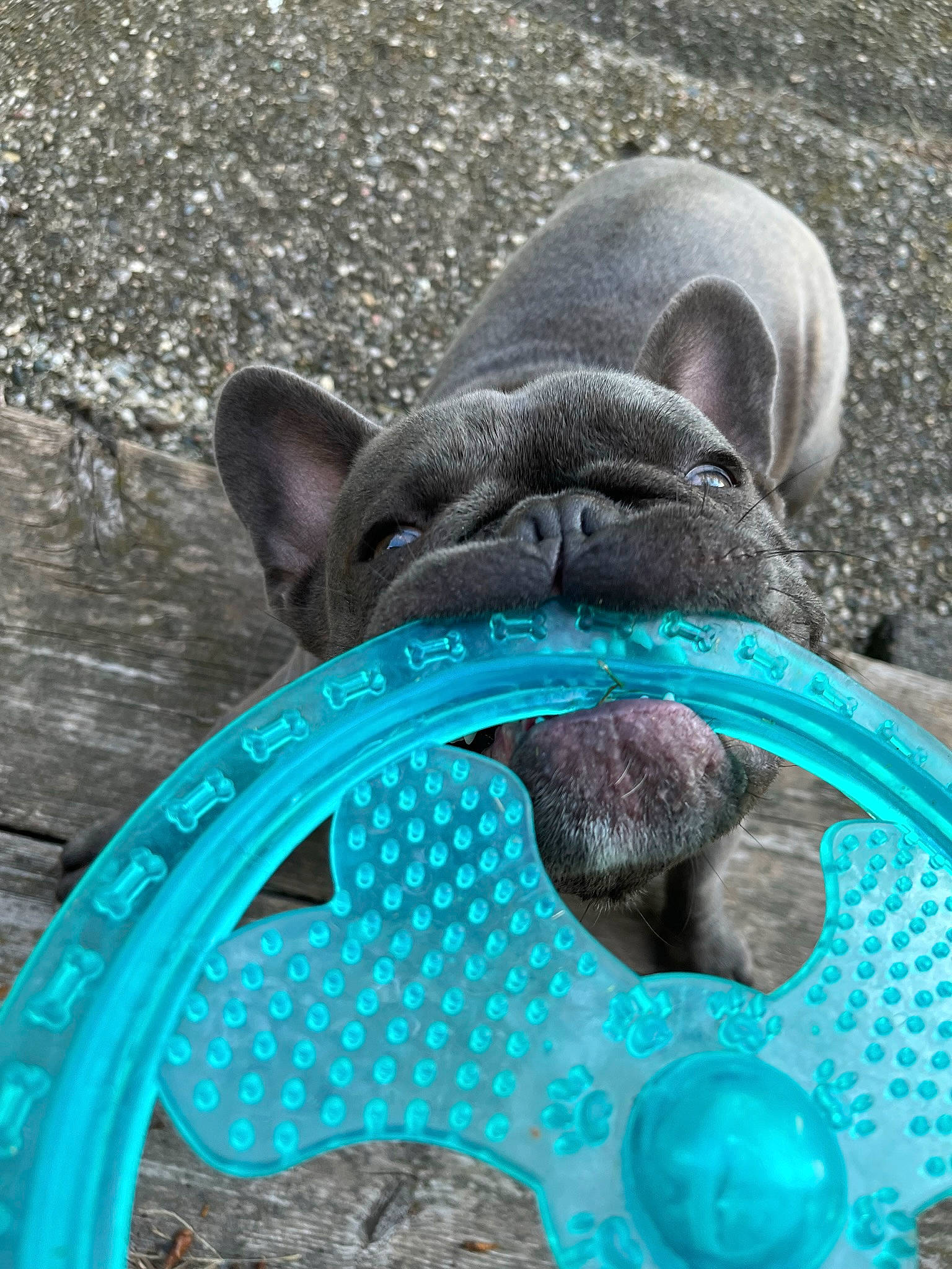 Boe joined the competition — help win amazing prizes! carnivore, circle, dog, dog_breed, electric_blue, foot, grass, pattern, snout, sporting_group, terrestrial_animal, vertebrate, whiskers, wildlife, working_animal