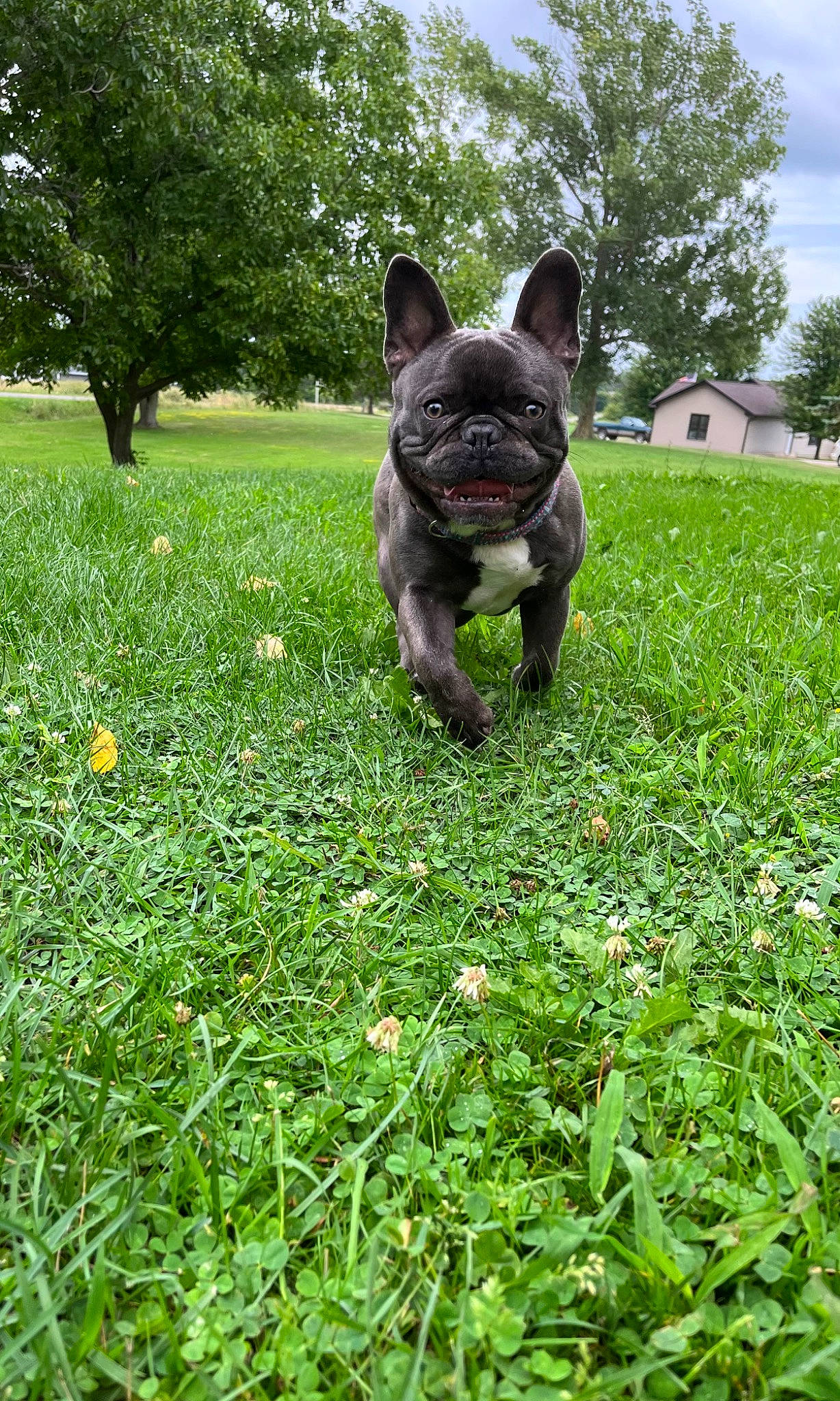 Boe joined the competition — help win amazing prizes! art, bulldog, carnivore, companion_dog, dog, dog_breed, fawn, grass, grassland, groundcover, lawn, plant, sculpture, sky, terrestrial_animal, toy_dog, tree, whiskers, window, working_animal