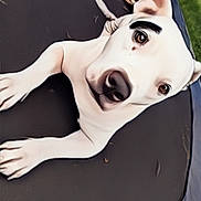 Harmony is registered to the contest to win money with this photo: dog, white_dog, trampoline, outdoor, pet, animal, playful, curious, black_marking, close_up, paw, ears, nose, brown_eyes, leisure, yard, grass, blanket, resting, summer