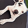 animal, black_marking, blanket, brown_eyes, close_up, curious, dog, ears, grass, leisure, nose, outdoor, paw, pet, playful, resting, summer, trampoline, white_dog, yard