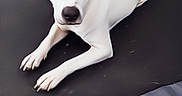 Harmony is registered to the contest to win money with this photo: dog, white_dog, black_markings, trampoline, blanket, outdoor, grass, pet, animal, lying_down, calm, relaxed, ears_up, looking_at_camera, domestic_animal, canine, summer, backyard, playing_area, resting