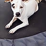 animal, backyard, black_markings, blanket, calm, canine, dog, domestic_animal, ears_up, grass, looking_at_camera, lying_down, outdoor, pet, playing_area, relaxed, resting, summer, trampoline, white_dog
