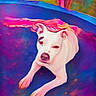 Harmony joined the competition — help win amazing prizes! dog, white_dog, trampoline, outdoor, colorful, vibrant_colors, relaxing, pet, animal, nature, grass, tree, sunlight, playful, resting, canine, summer, yard, fun, leisure