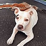 Harmony joined the competition — help win amazing prizes! dog, white_dog, trampoline, outdoor, grass, blanket, pet, animal, paw, fur, ears, eyes, nose, relaxed, laying_down, nature, summer, garden, canine, domestic_animal