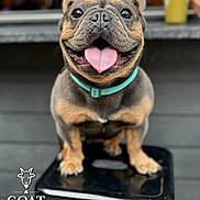 Mike joined the competition — help win amazing prizes! dog, french_bulldog, pet, animal, tongue_out, happy, sitting, stool, collar, close_up, outdoor, blurred_background, cute, smiling, canine, portrait, friendly, domestic_animal, short_hair, small_dog