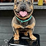 dog, french_bulldog, pet, animal, tongue_out, happy, sitting, stool, collar, close_up, outdoor, blurred_background, cute, smiling, canine, portrait, friendly, domestic_animal, short_hair, small_dog