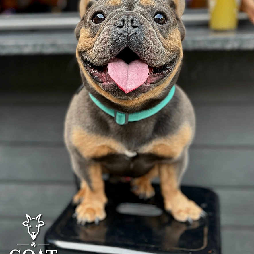 Mike joined the competition — help win amazing prizes! animal, blurred_background, canine, close_up, collar, cute, dog, domestic_animal, french_bulldog, friendly, happy, outdoor, pet, portrait, short_hair, sitting, small_dog, smiling, stool, tongue_out