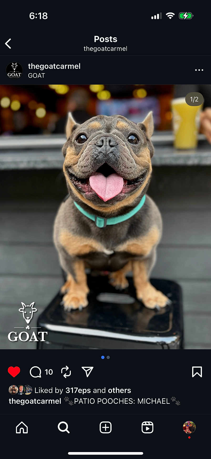 Mike joined the competition — help win amazing prizes! dog, french_bulldog, pet, animal, tongue_out, happy, sitting, stool, collar, close_up, outdoor, blurred_background, cute, smiling, canine, portrait, friendly, domestic_animal, short_hair, small_dog