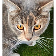 Sissi participe au concours pour gagner de l'argent avec cette photo : amber_eyes, animal, attention, background_blur, cat, close_up, curious, domestic_cat, ears, face, feline, fur, grass, mammal, nature, outdoor, pet, portrait, standing, whiskers