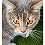 amber_eyes, animal, attention, background_blur, cat, close_up, curious, domestic_cat, ears, face, feline, fur, grass, mammal, nature, outdoor, pet, portrait, standing, whiskers
