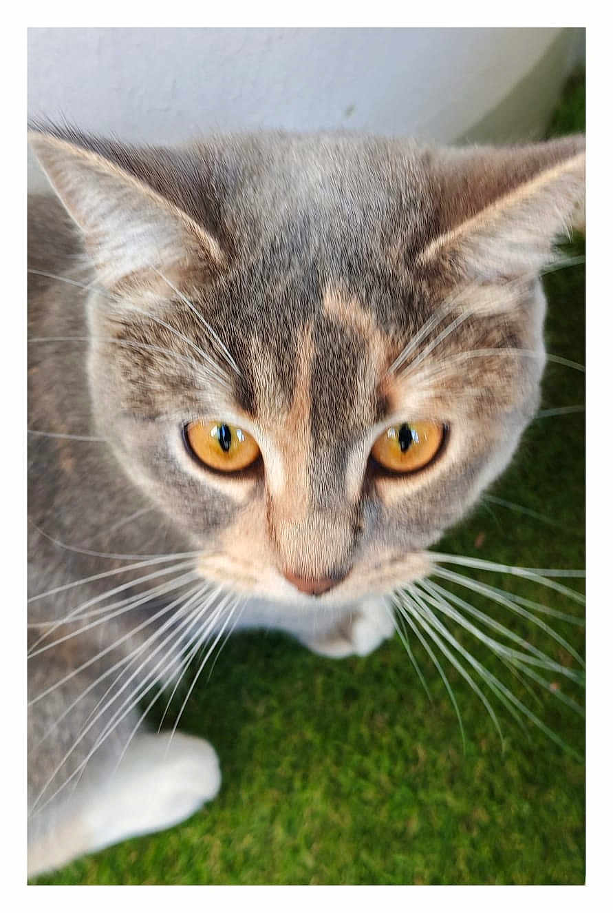 Sissi