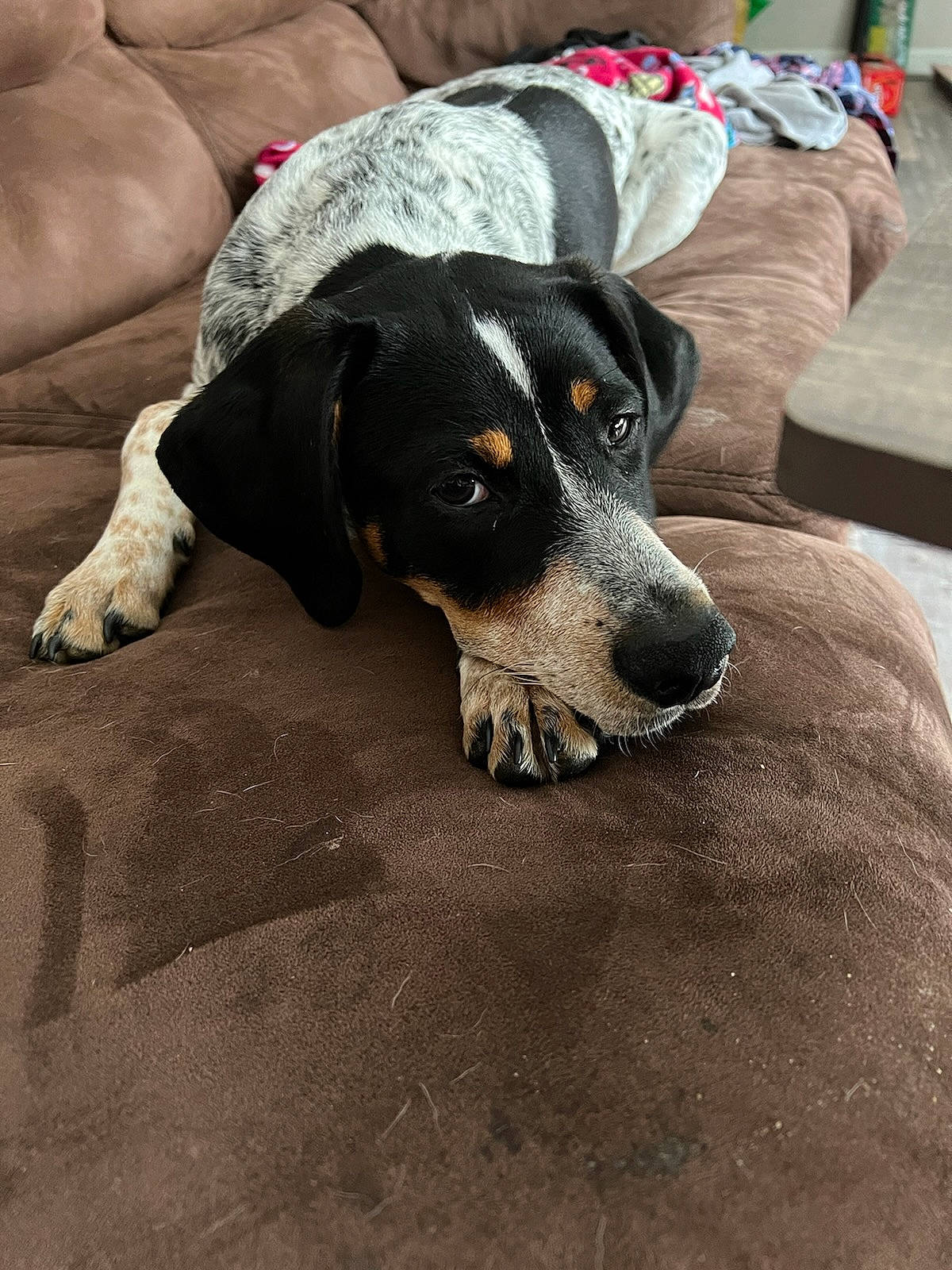 Adele joined the competition — help win amazing prizes! beach, canidae, carnivore, companion_dog, dog, dog_breed, guard_dog, hunting_dog, paw, personal_protective_equipment, sand, snout, sporting_group, toy_dog, whiskers, working_animal, working_dog