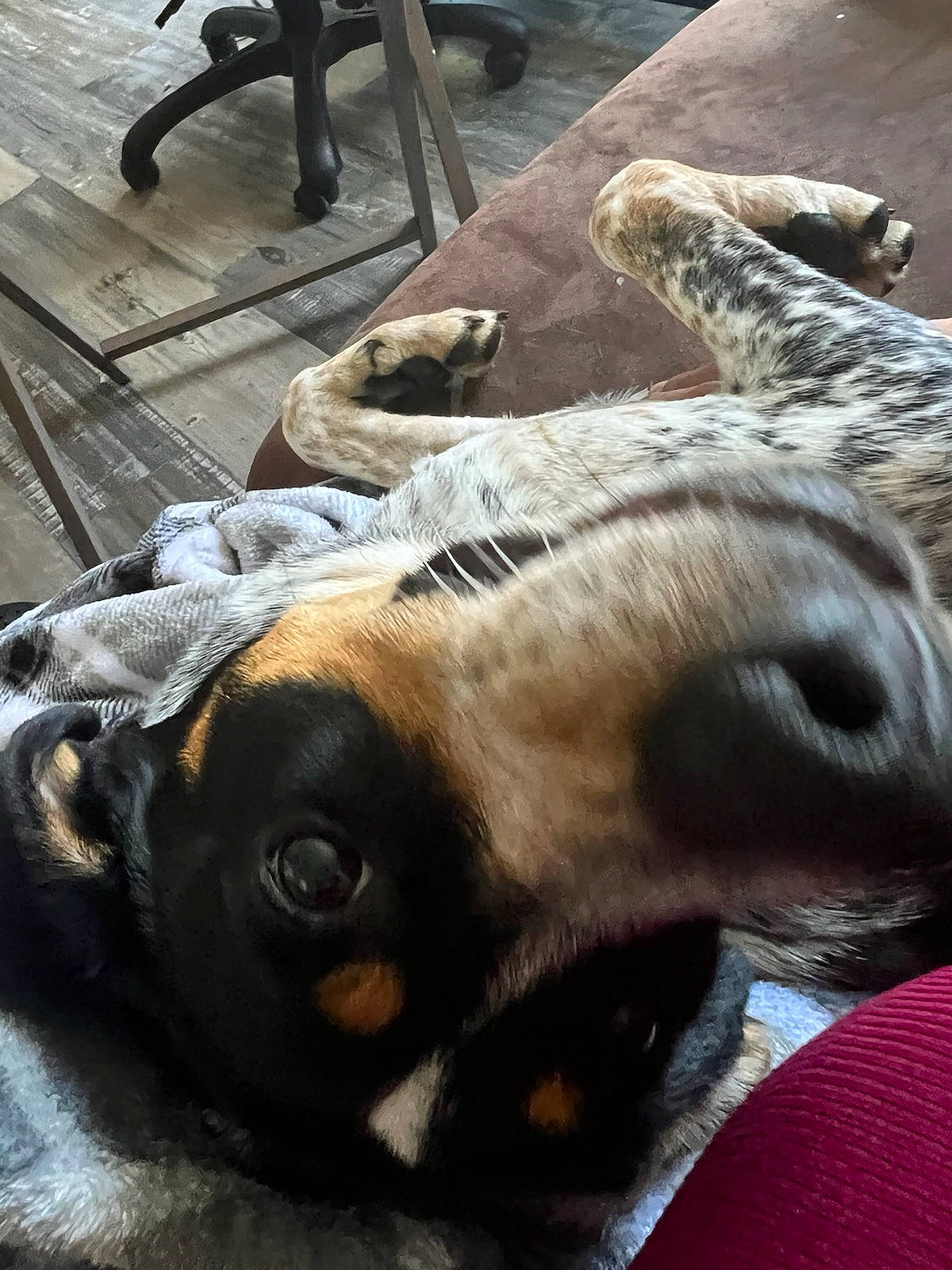 Adele joined the competition — help win amazing prizes! carnivore, collar, companion_dog, dog, dog_breed, ear, fawn, felidae, fur, mammal, paw, small_to_medium_sized_cats, snout, stool, terrestrial_animal, toy_dog, vertebrate, whiskers, wood, working_animal