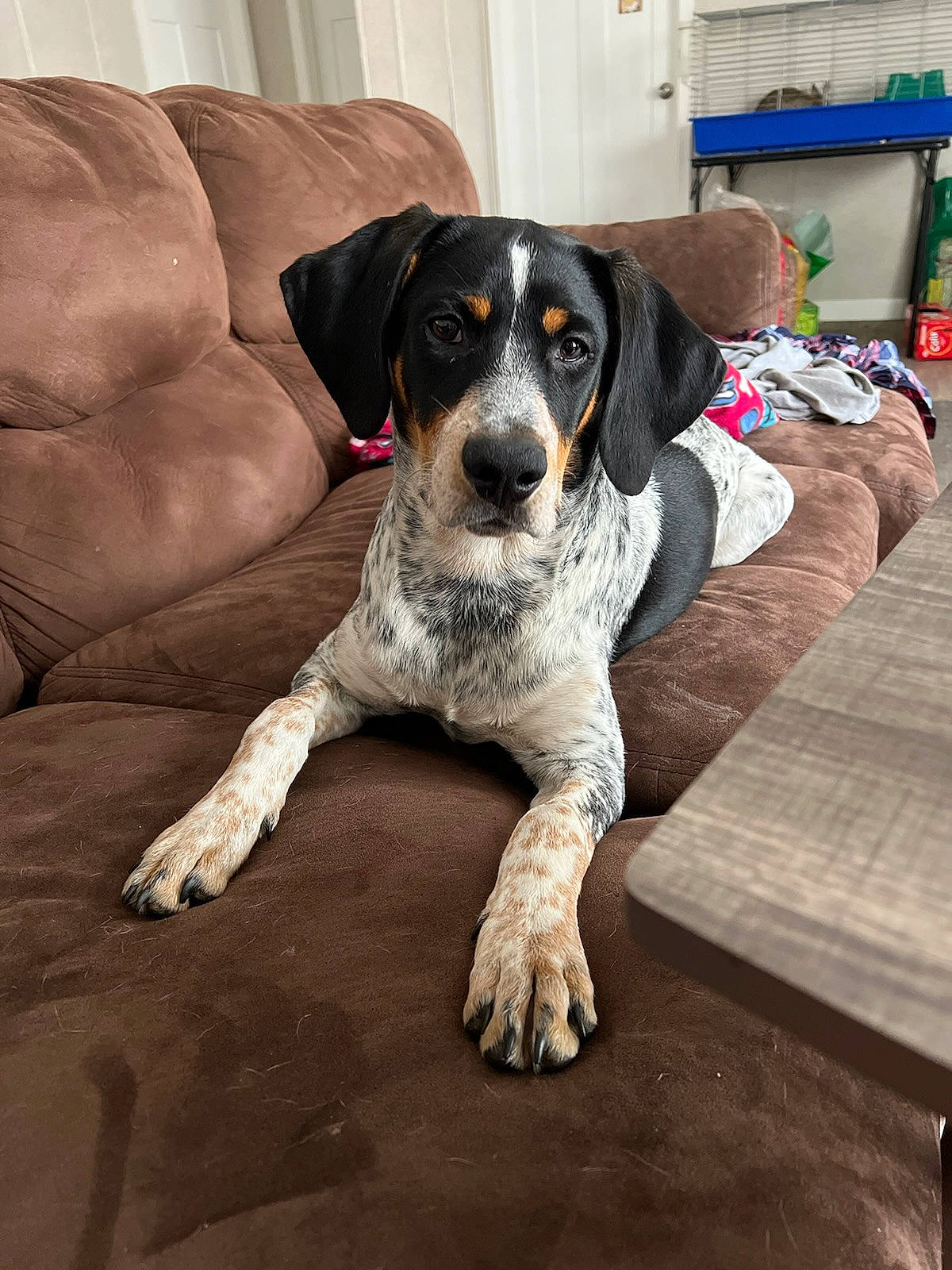 Adele joined the competition — help win amazing prizes! bored, canidae, carnivore, collar, comfort, companion_dog, couch, dog, dog_breed, flooring, grey, hunting_dog, living_room, puppy, scent_hound, sleeper_chair, snout, sporting_group, working_animal, working_dog