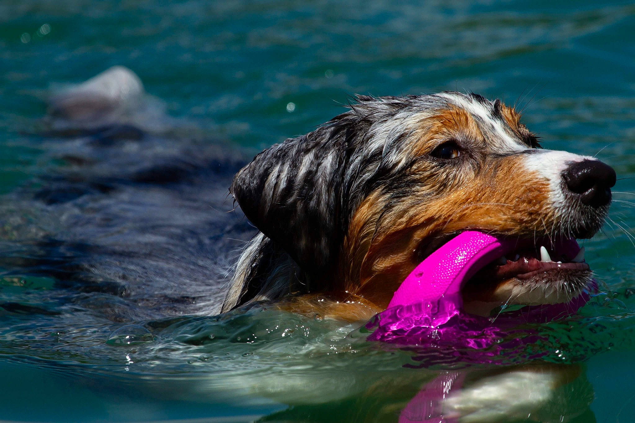 Naïka Blue participe au concours pour gagner de l'argent avec cette photo : ball, bathing, canidae, carnivore, companion_dog, dog, dog_breed, fluid, happy, lake, leisure, liquid, ocean, recreation, snout, sporting_group, water, wave, working_animal, working_dog