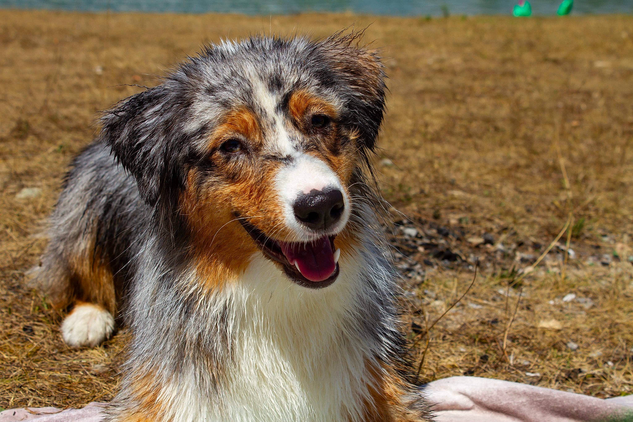 Naïka Blue a rejoint le concours — aidez-le/la à gagner de superbes lots ! australian_collie, australian_shepherd, balance, carnivore, companion_dog, dog, dog_breed, fur, grass, herding_dog, plant, snout, sporting_group, terrestrial_animal, whiskers, working_dog