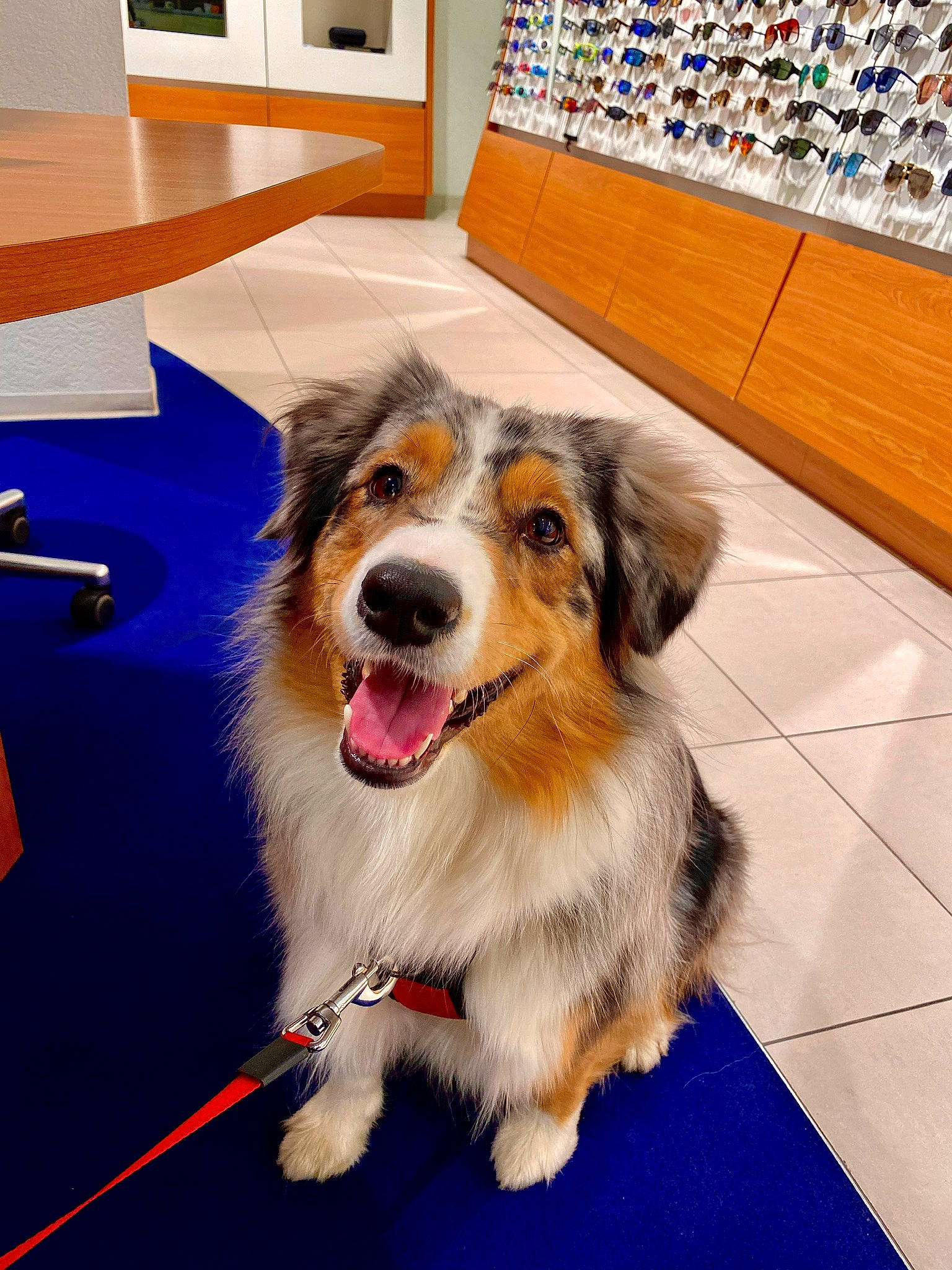 Naïka Blue participe au concours pour gagner de l'argent avec cette photo : ball, border_collie, canidae, carnivore, companion_dog, dog, dog_breed, flooring, fun, fur, happy, herding_dog, picture_frame, plant, smile, snout, sporting_group, tire, whiskers, working_dog