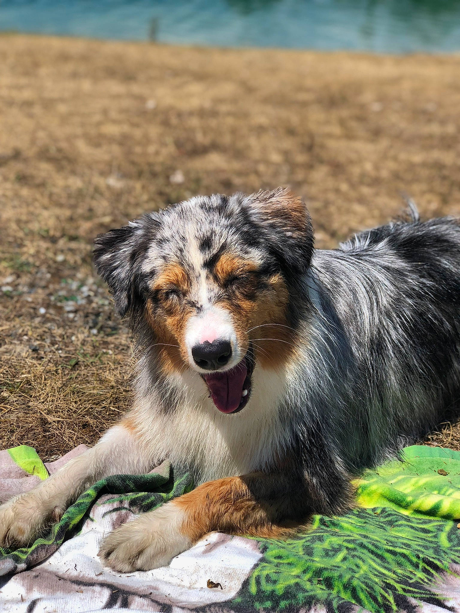 Naïka Blue a rejoint le concours — aidez-le/la à gagner de superbes lots ! carnivore, companion_dog, conifer, dog, dog_breed, grass, herding_dog, plant, snout, soil, sporting_group, terrestrial_animal, water, whiskers, wildlife, working_dog
