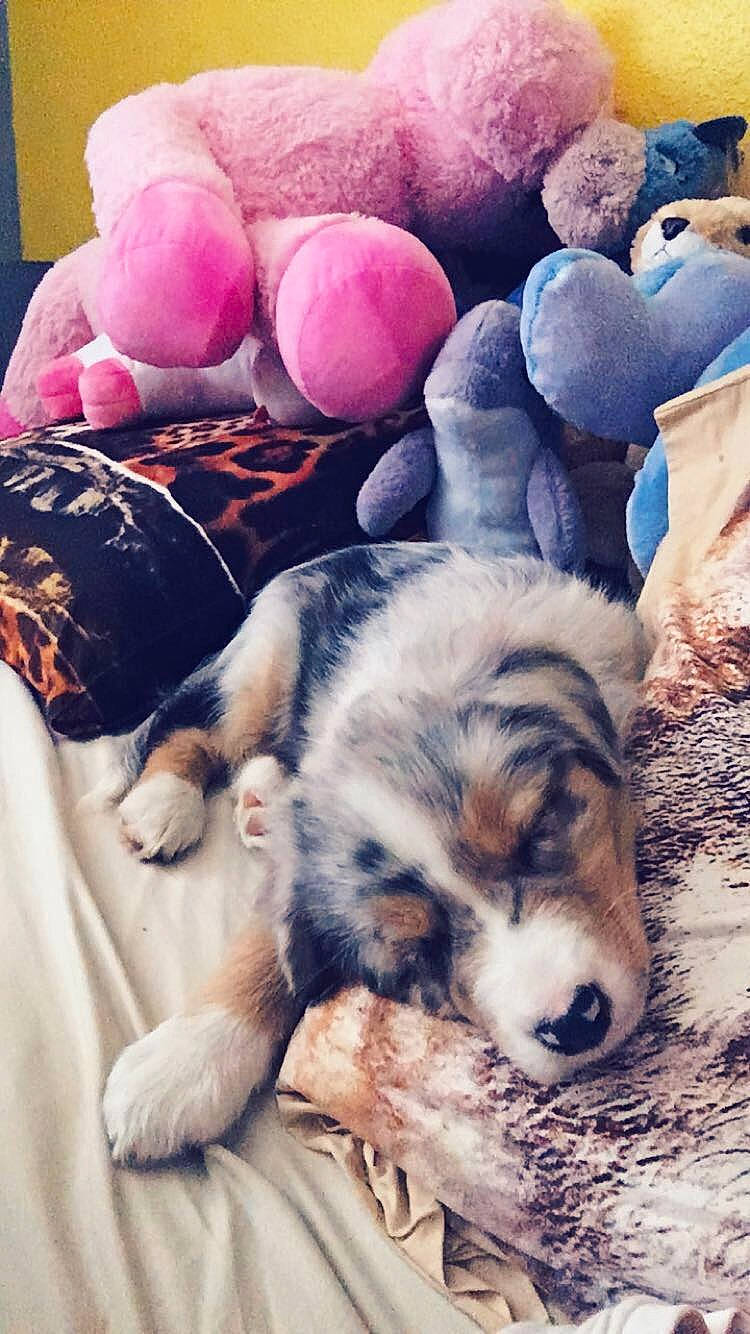 Naïka Blue a rejoint le concours — aidez-le/la à gagner de superbes lots ! carnivore, comfort, companion_dog, dog, dog_breed, felidae, foot, fur, happy, human_leg, linens, mammal, paw, small_to_medium_sized_cats, tail, terrestrial_animal, textile, toy, vertebrate, whiskers