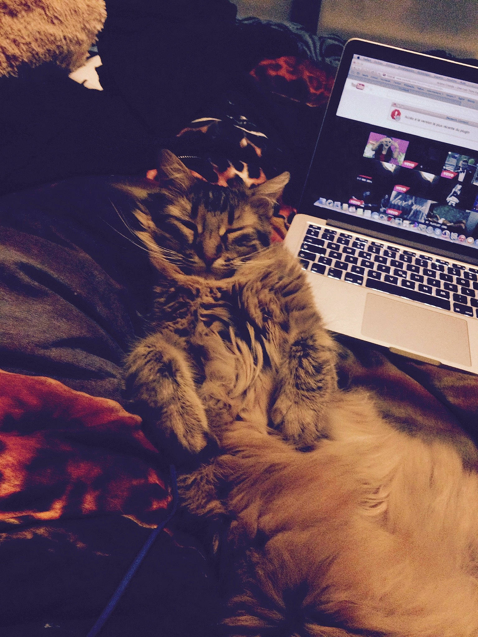 Plume participe au concours pour gagner de l'argent avec cette photo : carnivore, cat, communication_device, computer, darkness, display_device, domestic_short_haired_cat, felidae, fur, gadget, input_device, laptop, netbook, office_equipment, paw, personal_computer, small_to_medium_sized_cats, space_bar, tail, whiskers