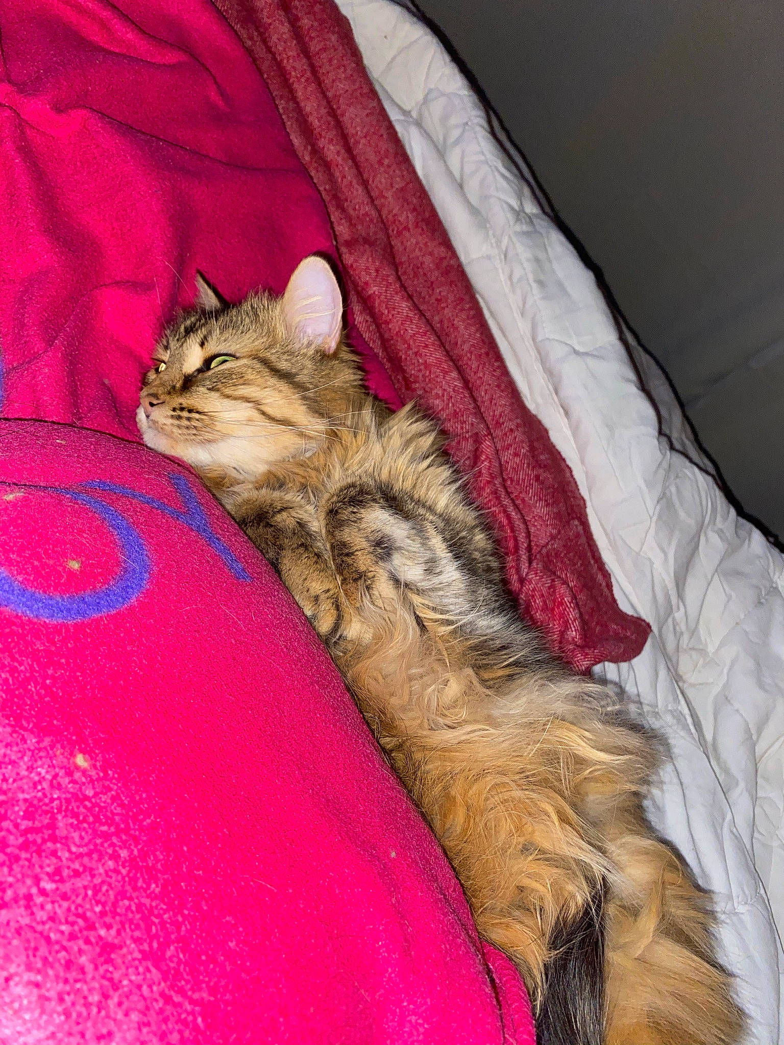 Plume a rejoint le concours — aidez-le/la à gagner de superbes lots ! bed, canidae, carnivore, cat, claw, comfort, dog_breed, domestic_short_haired_cat, fawn, felidae, foot, fur, human_leg, linens, nail, paw, room, small_to_medium_sized_cats, tail, whiskers