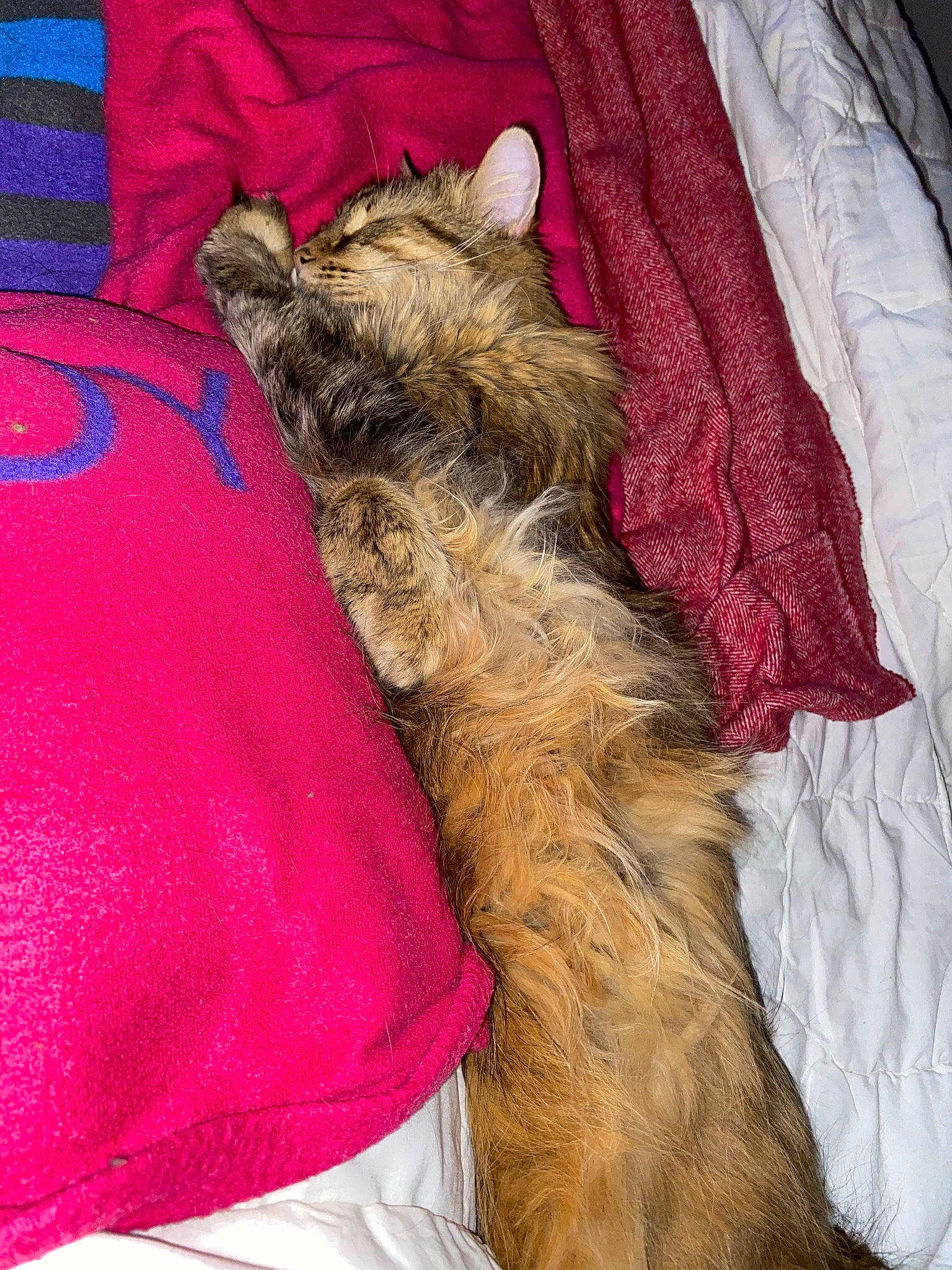 Plume a rejoint le concours — aidez-le/la à gagner de superbes lots ! carnivore, comfort, companion_dog, dog, dog_breed, dog_supply, fawn, felidae, human_leg, linens, liver, magenta, paw, small_to_medium_sized_cats, sporting_group, tail, terrier, textile, toy_dog, whiskers