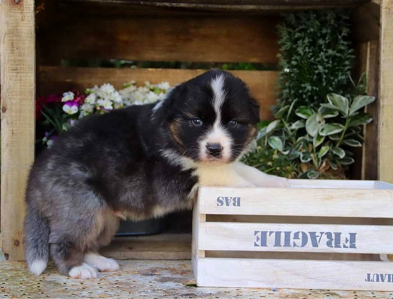 Taïko Black a rejoint le concours — aidez-le/la à gagner de superbes lots ! australian_collie, border_collie, bored, canidae, carnivore, companion_dog, dog, dog_breed, gun_dog, herb, herding_dog, plant, puppy, snout, sporting_group, terrestrial_animal, working_animal, working_dog