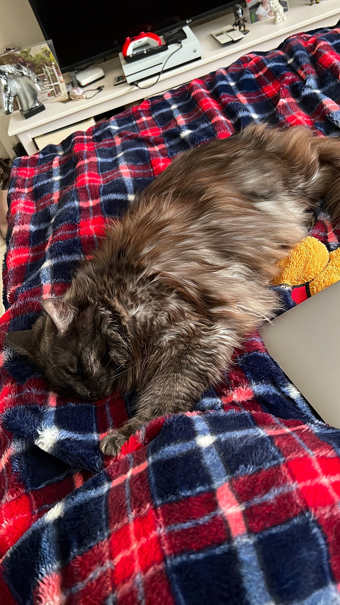 Kuma participe au concours pour gagner de l'argent avec cette photo : canidae, carnivore, cat, comfort, companion_dog, dog_breed, fawn, felidae, fur, liver, natural_material, pattern, plaid, small_to_medium_sized_cats, snout, sporting_group, tail, tartan, textile, whiskers