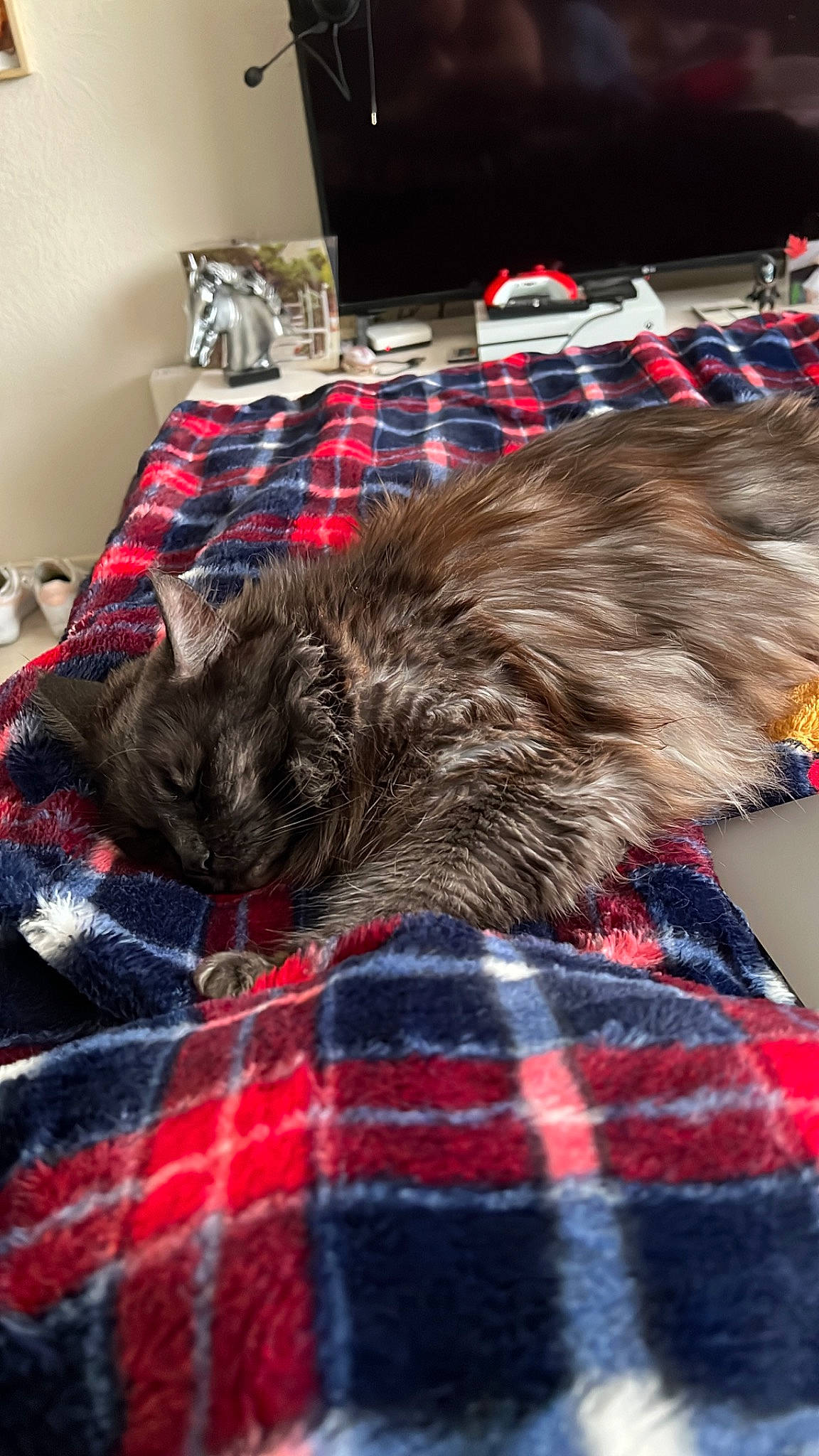 Kuma participe au concours pour gagner de l'argent avec cette photo : canidae, carnivore, comfort, companion_dog, design, dog, dog_breed, felidae, flooring, fur, linens, natural_material, pattern, plaid, room, small_to_medium_sized_cats, sporting_group, tail, tartan, textile