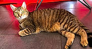 Tina a rejoint le concours — aidez-le/la à gagner de superbes lots ! abyssinian, accessories, animal, architecture, building, cat, egyptiancat, furniture, hardwood, indoors, kitten, leash, livingroom, manx, person, pet, room, sleeping, strap, wood