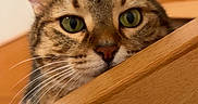 Tina a rejoint le concours — aidez-le/la à gagner de superbes lots ! animal, cat, close_up, curious, cute, domestic, ears, face, feline, fur, green_eyes, indoor, looking, nose, peeking, pet, portrait, tabby, whiskers, wooden_surface