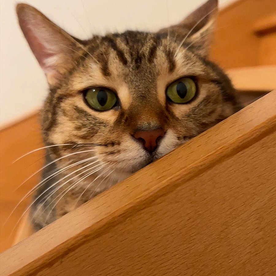 Tina a rejoint le concours — aidez-le/la à gagner de superbes lots ! animal, cat, close_up, curious, cute, domestic, ears, face, feline, fur, green_eyes, indoor, looking, nose, peeking, pet, portrait, tabby, whiskers, wooden_surface