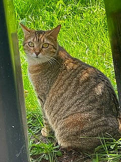 Tina a rejoint le concours — aidez-le/la à gagner de superbes lots ! carnivore, cat, domestic_short_haired_cat, eye, fawn, felidae, fur, grass, organism, plant, small_to_medium_sized_cats, tail, terrestrial_animal, tree, trunk, whiskers, wildlife, wood