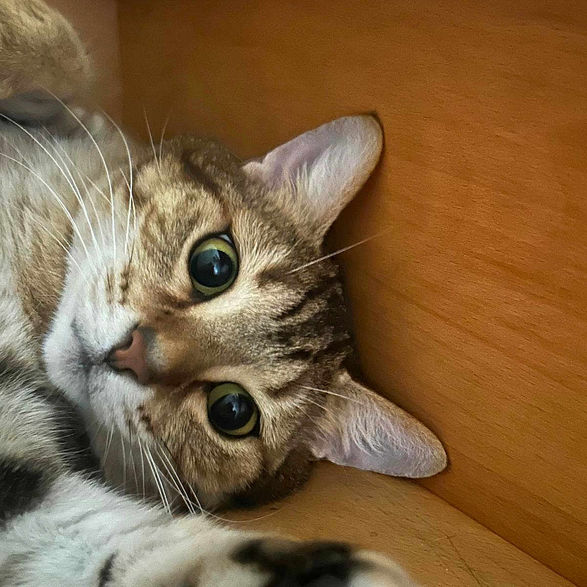 Tina participe au concours pour gagner de l'argent avec cette photo : cat, tabby, pet, animal, feline, whiskers, green_eyes, pink_nose, striped_fur, white_fur, paws, indoor, wooden_background, close_up, portrait, playful, cute, relaxed, reaching, photography