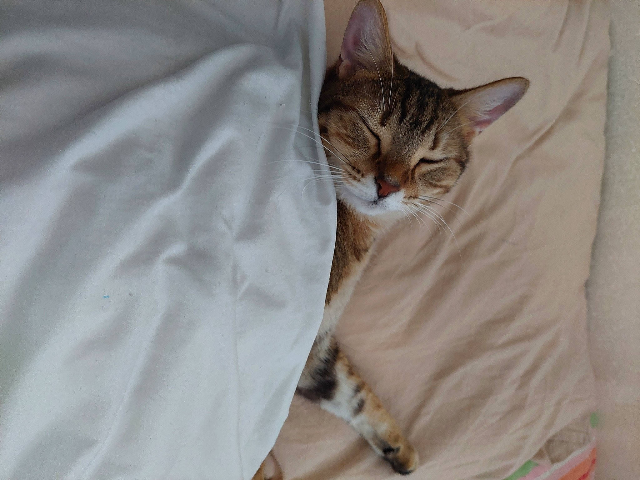 Tina a rejoint le concours — aidez-le/la à gagner de superbes lots ! bed, bedding, carnivore, cat, comfort, domestic_short_haired_cat, fawn, felidae, fur, linens, paw, room, sleeve, small_to_medium_sized_cats, tail, terrestrial_animal, whiskers, wood