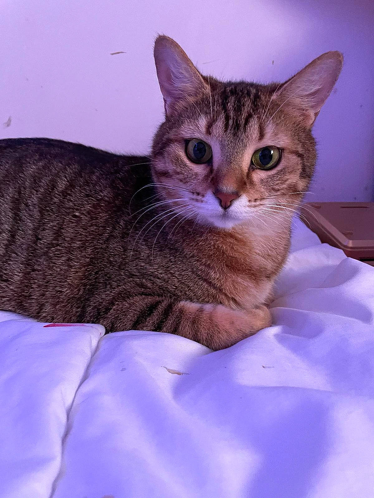 Tina participe au concours pour gagner de l'argent avec cette photo : bed, blue, carnivore, cat, comfort, domestic_short_haired_cat, electric_blue, eye, fawn, felidae, fur, iris, paw, sitting, small_to_medium_sized_cats, snout, tail, terrestrial_animal, whiskers, wildlife
