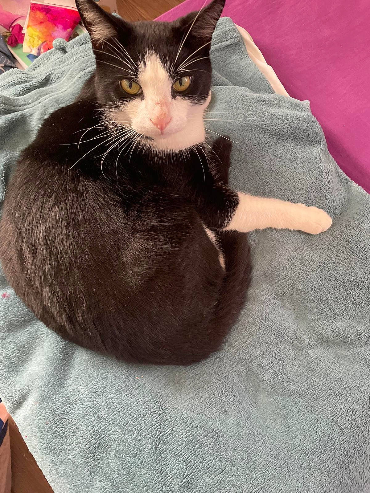 Prince participe au concours pour gagner de l'argent avec cette photo : animal, art, blanket, cat, kitten, painting, pet