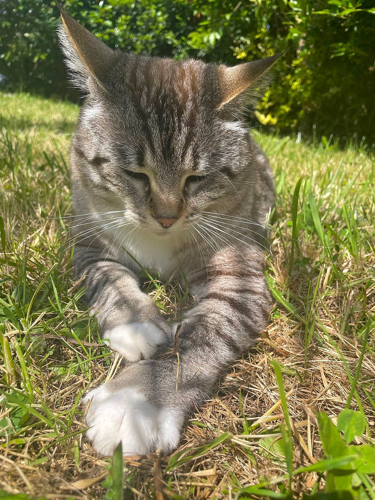 Minette a rejoint le concours — aidez-le/la à gagner de superbes lots ! carnivore, cat, claw, domestic_short_haired_cat, felidae, foot, fur, grass, grassland, groundcover, paw, photo_caption, plant, small_to_medium_sized_cats, snout, tail, terrestrial_animal, tree, whiskers, wildlife