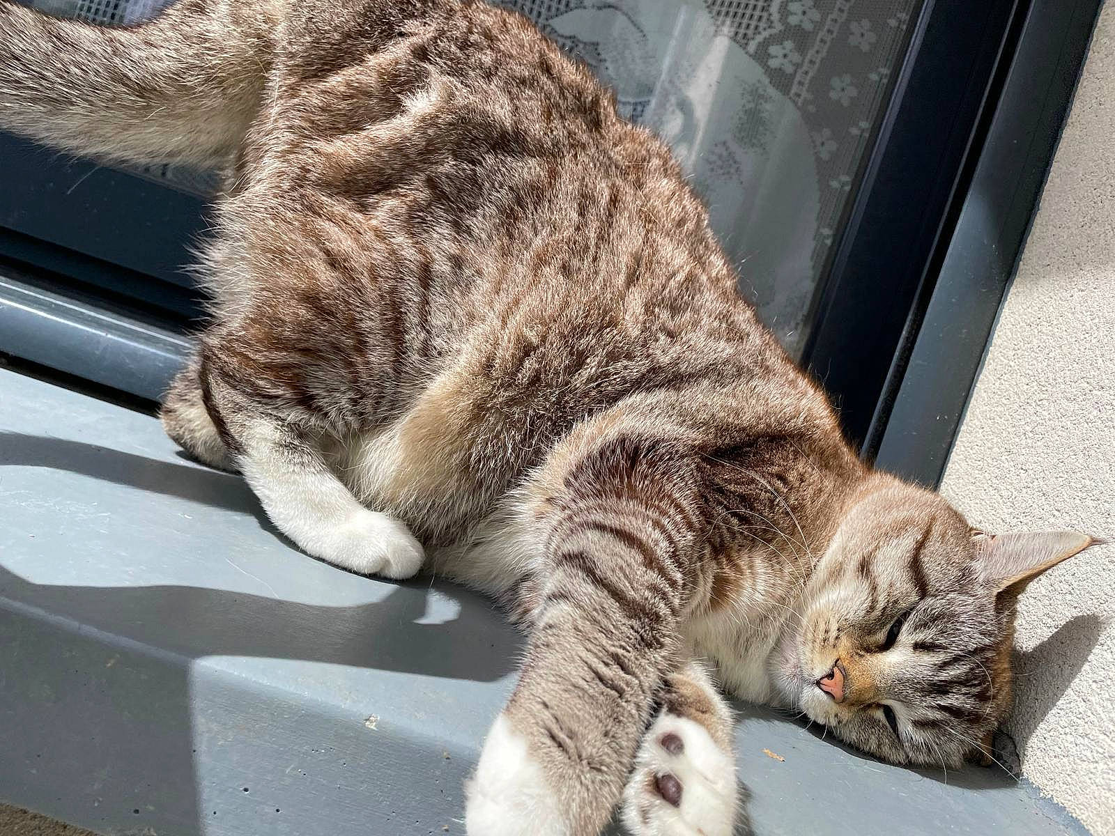 Minette participe au concours pour gagner de l'argent avec cette photo : carnivore, cat, claw, comfort, domestic_short_haired_cat, felidae, fur, nap, paw, small_to_medium_sized_cats, snout, tail, terrestrial_animal, whiskers, window