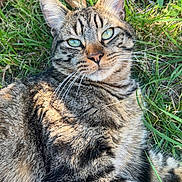 Oréo a rejoint le concours — aidez-le/la à gagner de superbes lots ! animal, cat, closeup, cute, domestic_animal, ears, eyes, feline, grass, greenery, laying_down, mammal, nature, outdoor, pet, relaxing, striped, sunlight, tabby_cat, whiskers