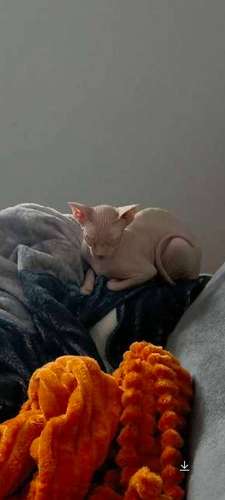 Twix a rejoint le concours — aidez-le/la à gagner de superbes lots ! carnivore, cat, claw, comfort, comfort_food, dish, fawn, felidae, fur, ingredient, junk_food, paw, petal, plant, small_to_medium_sized_cats, snout, tail, toy, whiskers, wool