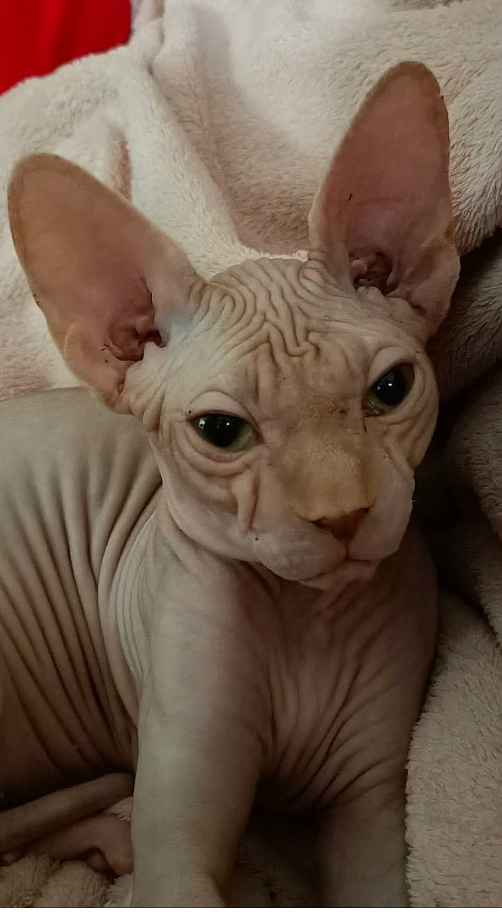 Twix a rejoint le concours — aidez-le/la à gagner de superbes lots ! animal_figure, art, creative_arts, ear, fawn, liver, natural_material, sculpture, snout, statue, terrestrial_animal, wildlife, window, wrinkle