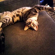 Kassi joined the competition — help win amazing prizes! cat, tabby, upside_down, relaxed, couch, gray_fabric, indoor, pet, feline, stretching, whiskers, ears, paw, fur, home, domestic_animal, resting, comfortable, playful, animal