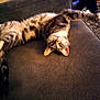 cat, tabby, upside_down, relaxed, couch, gray_fabric, indoor, pet, feline, stretching, whiskers, ears, paw, fur, home, domestic_animal, resting, comfortable, playful, animal