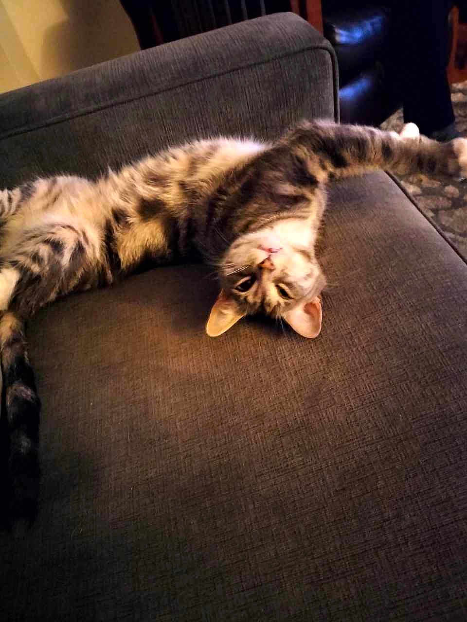 Kassi joined the competition — help win amazing prizes! cat, tabby, upside_down, relaxed, couch, gray_fabric, indoor, pet, feline, stretching, whiskers, ears, paw, fur, home, domestic_animal, resting, comfortable, playful, animal