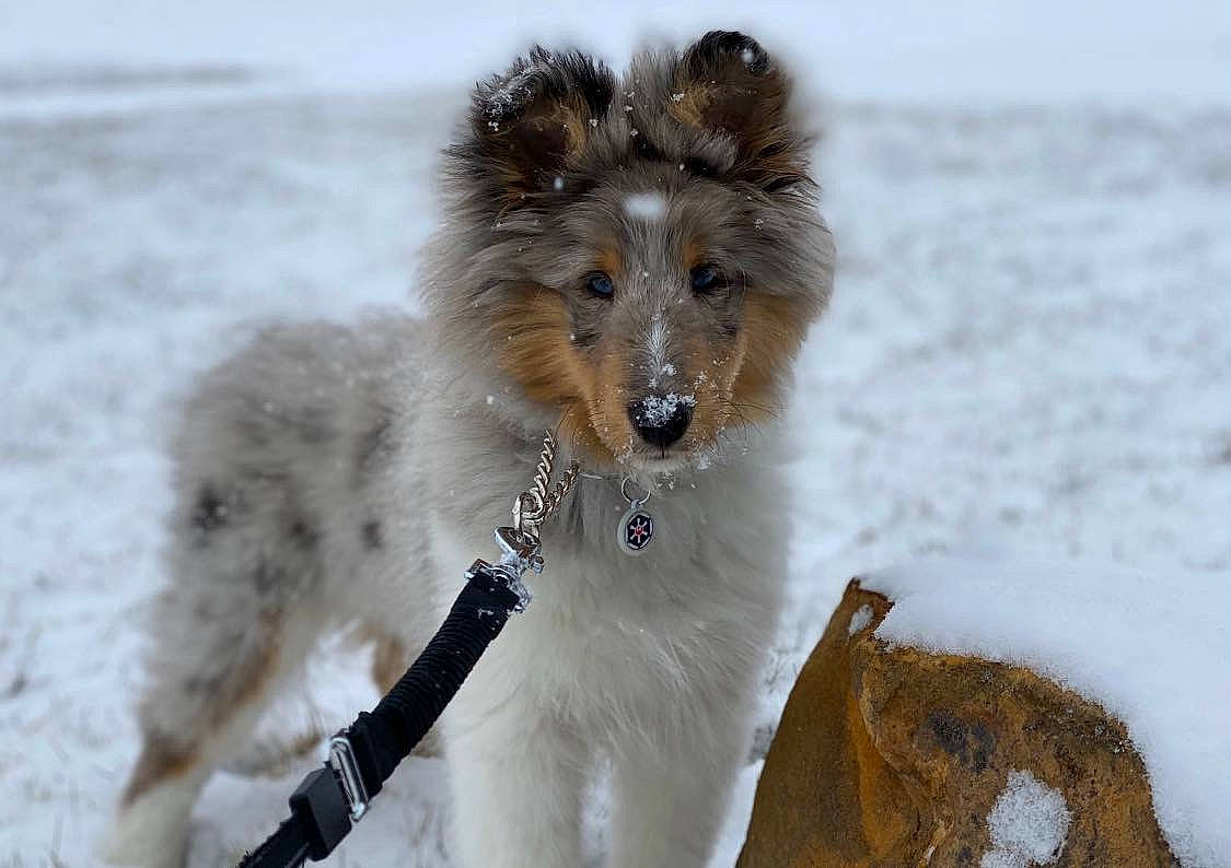 Kylo joined the competition — help win amazing prizes! canidae, carnivore, collie, dog, dog_breed, herding_dog, mammal, rough_collie, scotch_collie, shetland_sheepdog, silken_windhound, smooth_collie, snow, sporting_group, winter